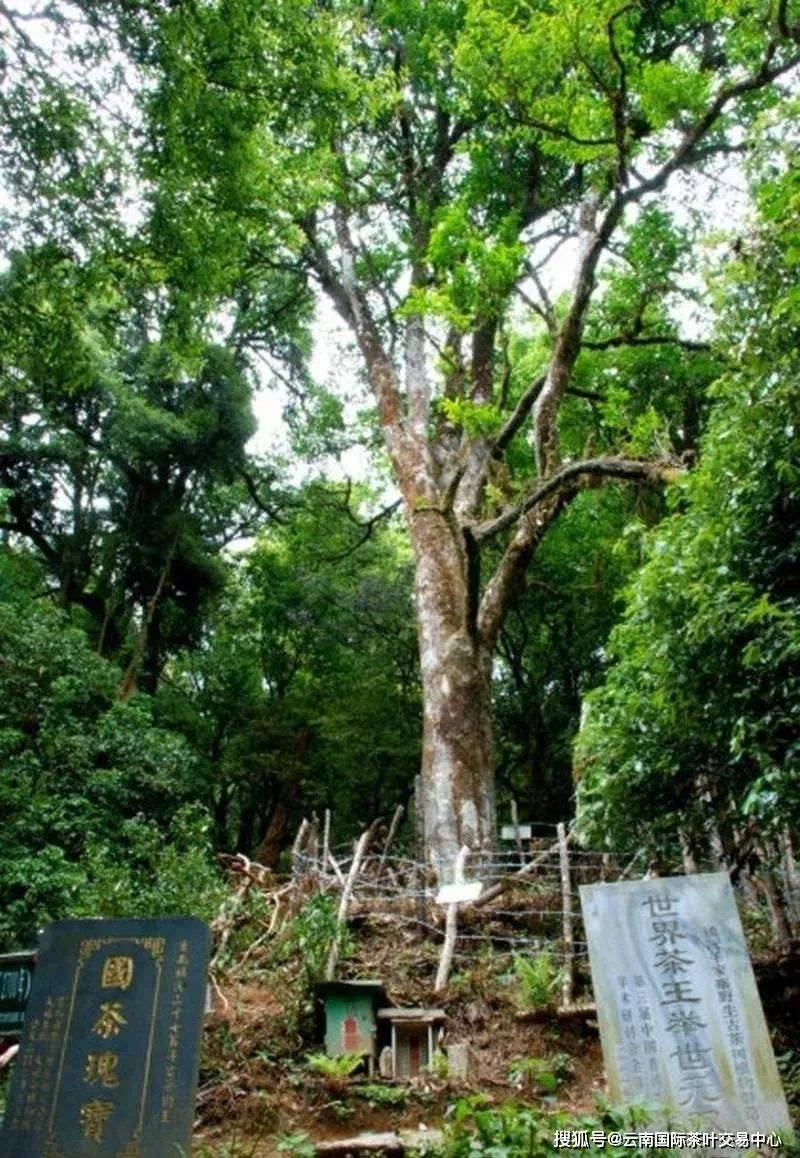 长白山珍稀古树群揭秘，古树奇缘与友情发现的温馨之旅